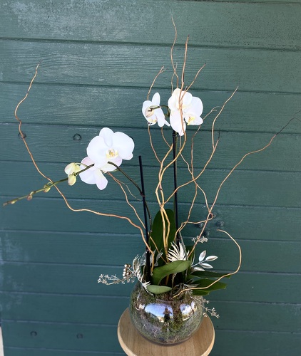 Christmas Orchid from Forever Flowers, flower delivery in St. Thomas, VI