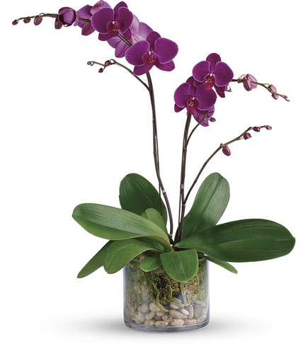 Glorious Gratitude Orchid from Forever Flowers, flower delivery in St. Thomas, VI