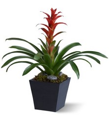 Bright Bromeliad from Forever Flowers, flower delivery in St. Thomas, VI