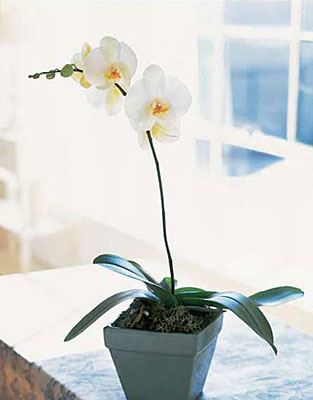 Phalaenopsis Orchid Plant from Forever Flowers, flower delivery in St. Thomas, VI