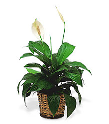 Small Spathiphyllum Plant from Forever Flowers, flower delivery in St. Thomas, VI