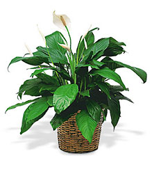 Medium Spathiphyllum Plant from Forever Flowers, flower delivery in St. Thomas, VI