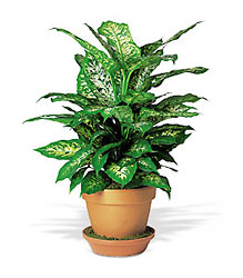 Dieffenbachia from Forever Flowers, flower delivery in St. Thomas, VI