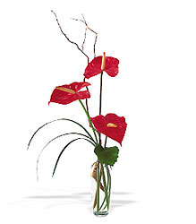 The Simplicty of Anthuriums from Forever Flowers, flower delivery in St. Thomas, VI