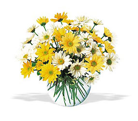 Dashing Daisies from Forever Flowers, flower delivery in St. Thomas, VI